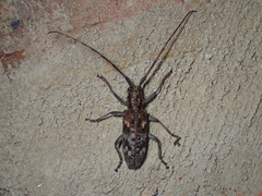 Monochamus carolinensis