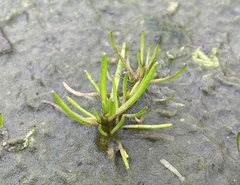 Spergularia canadensis