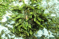 Racomitrium aciculare