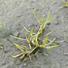 Spergularia canadensis