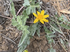 Balsamorhiza sericea