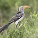 Southern Yellow-billed Hornbill - Photo (c) entomor, some rights reserved (CC BY-NC)