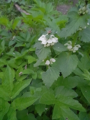 Lamium album