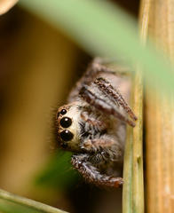 Habronattus coecatus