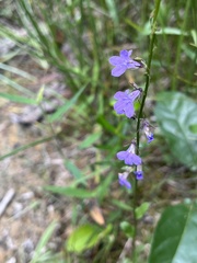 Lobelia gattingeri