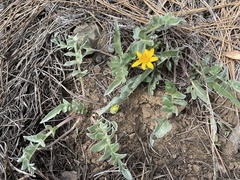 Balsamorhiza sericea