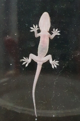 Hemidactylus parvimaculatus