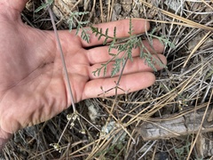 Lomatium engelmannii