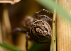 Habronattus coecatus