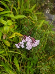 Nardostachys jatamansi