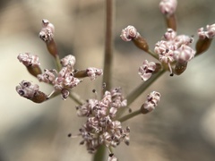 Lomatium engelmannii