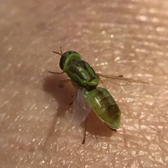 Hedriodiscus trivittatus