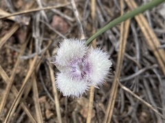 Calochortus coeruleus