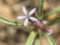 Collomia tinctoria