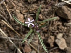 Collomia tinctoria