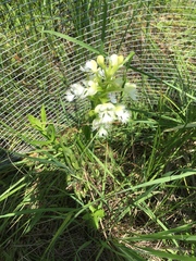 Platanthera leucophaea