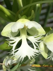 Platanthera leucophaea