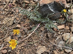 Balsamorhiza sericea