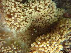 Stichodactyla
