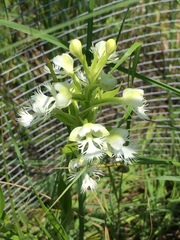 Platanthera leucophaea