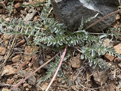 Balsamorhiza sericea
