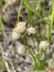 Antennaria racemosa