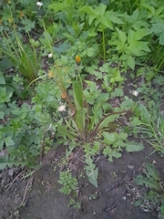 Taraxacum officinale