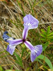 Iris hookeri
