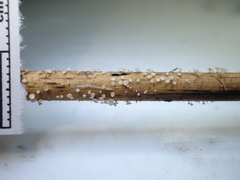 Lachnum controversum