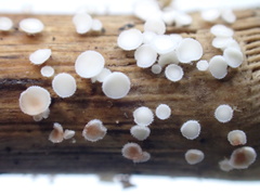 Lachnum controversum