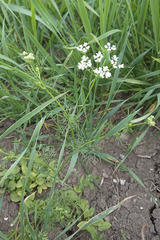 Bifora radians