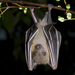 Short-nosed Fruit Bats - Photo (c) Ria Tan, some rights reserved (CC BY-NC-SA)