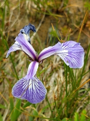 Iris hookeri