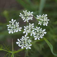 Bifora radians