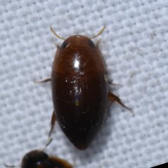 Hydrocanthus oblongus