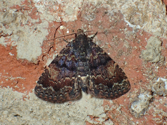 Metalectra richardsi