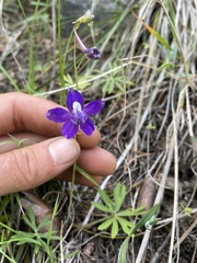 Delphinium depauperatum