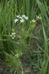 Bifora radians