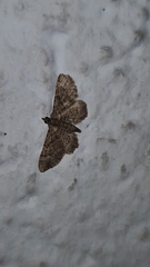 Gymnoscelis rufifasciata