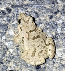 Fejervarya multistriata