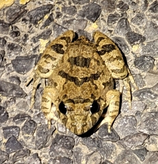Fejervarya multistriata