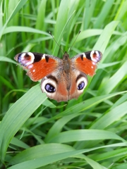 Aglais io