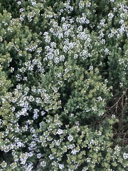 Thymus vulgaris