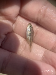 Centropristis striata