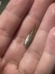 Centropristis striata