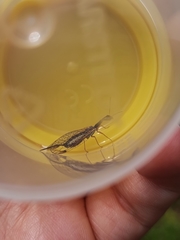 Dichrostigma flavipes