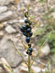 Chrysochus cobaltinus