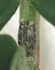 Trullifiorinia acaciae