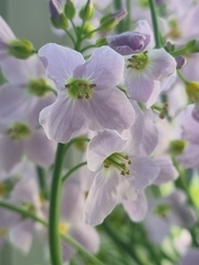 Cardamine pratensis