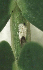 Trullifiorinia acaciae